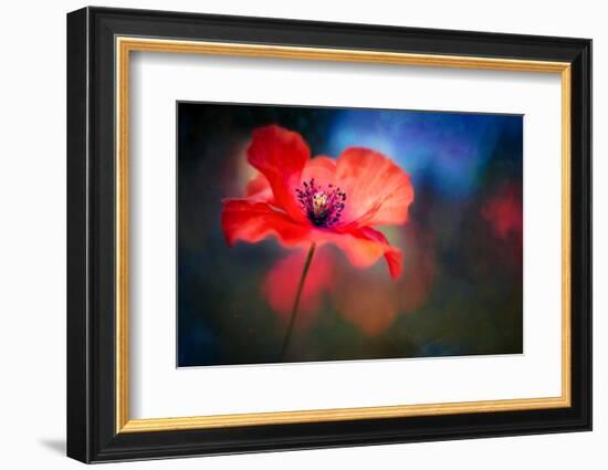 Blue Light Poppy-Ursula Abresch-Framed Photographic Print