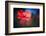 Blue Light Poppy-Ursula Abresch-Framed Photographic Print