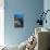 Blue Linckia Starfish-Georgette Douwma-Premium Photographic Print displayed on a wall