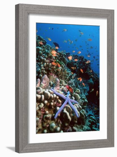 Blue Linckia Starfish-Georgette Douwma-Framed Premium Photographic Print