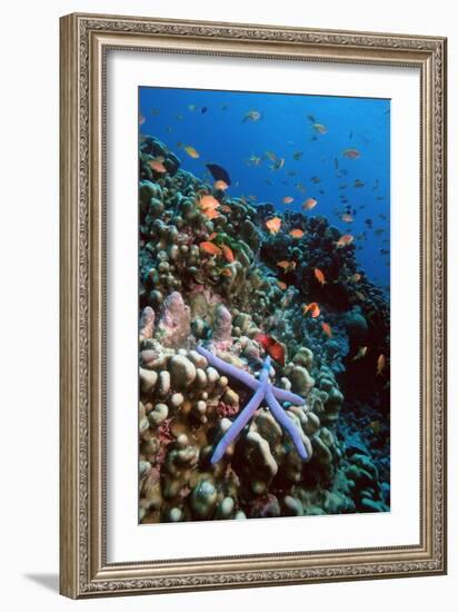 Blue Linckia Starfish-Georgette Douwma-Framed Photographic Print