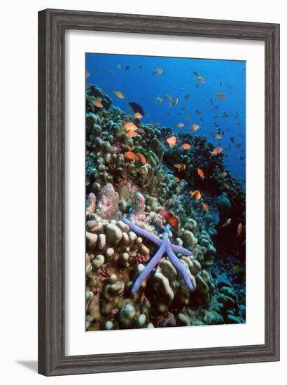 Blue Linckia Starfish-Georgette Douwma-Framed Photographic Print