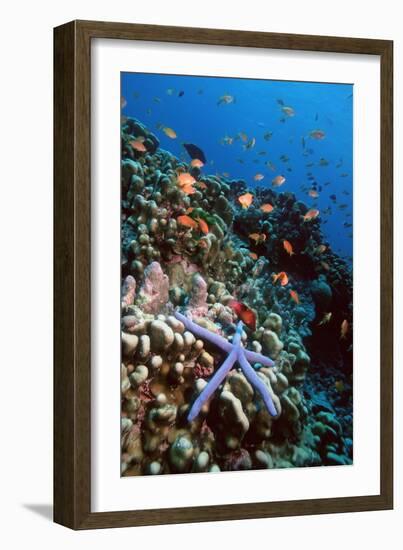 Blue Linckia Starfish-Georgette Douwma-Framed Photographic Print