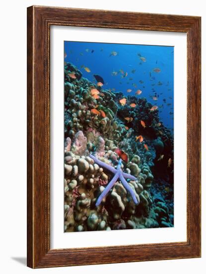 Blue Linckia Starfish-Georgette Douwma-Framed Photographic Print