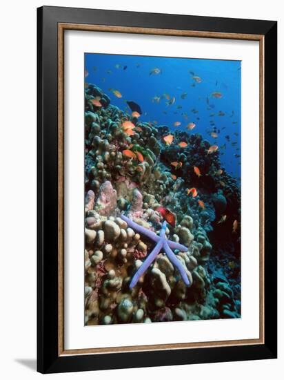 Blue Linckia Starfish-Georgette Douwma-Framed Photographic Print