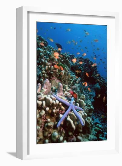 Blue Linckia Starfish-Georgette Douwma-Framed Photographic Print