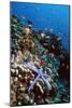 Blue Linckia Starfish-Georgette Douwma-Mounted Photographic Print