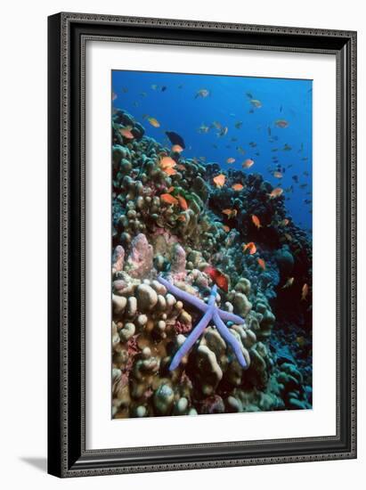 Blue Linckia Starfish-Georgette Douwma-Framed Photographic Print