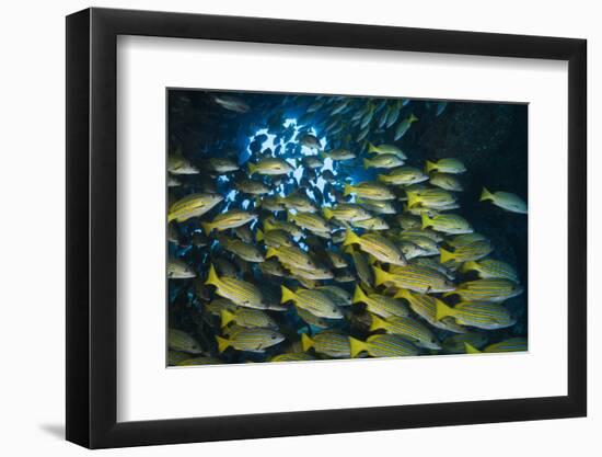 Blue-lined snapper shoal, Cocos Island NP, Costa Rica-Nick Hawkins-Framed Photographic Print