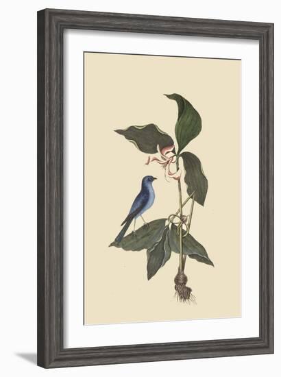 Blue Linnet-Mark Catesby-Framed Art Print