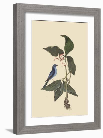 Blue Linnet-Mark Catesby-Framed Art Print