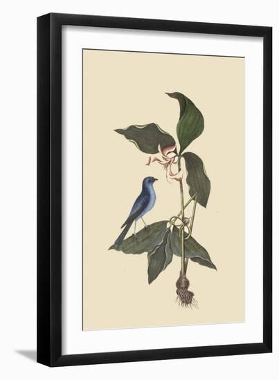 Blue Linnet-Mark Catesby-Framed Art Print