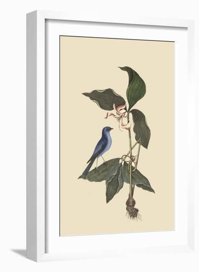 Blue Linnet-Mark Catesby-Framed Art Print