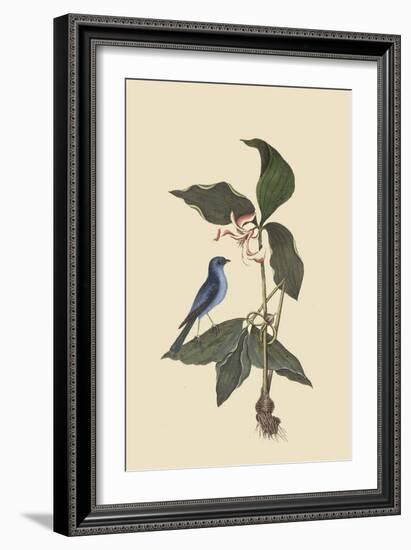 Blue Linnet-Mark Catesby-Framed Art Print