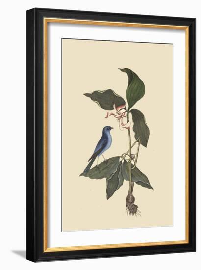 Blue Linnet-Mark Catesby-Framed Art Print