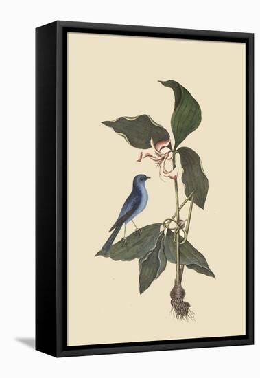 Blue Linnet-Mark Catesby-Framed Stretched Canvas