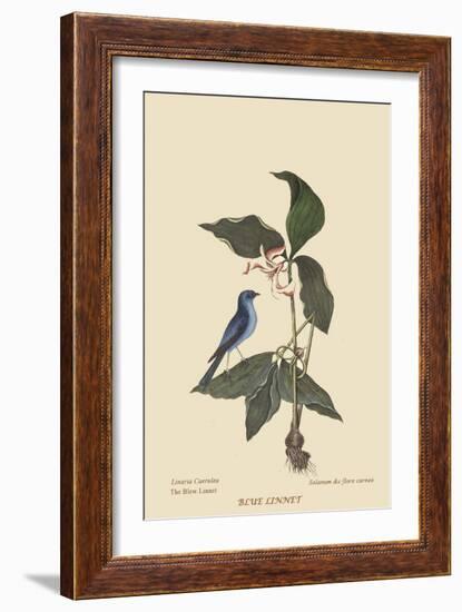 Blue Linnet-Mark Catesby-Framed Art Print