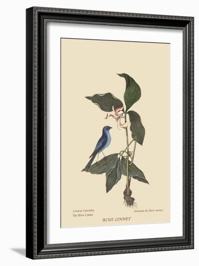 Blue Linnet-Mark Catesby-Framed Art Print