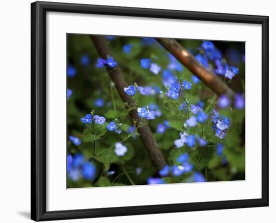 Blue Little Flowers-Istv?n Nagy-Framed Photographic Print