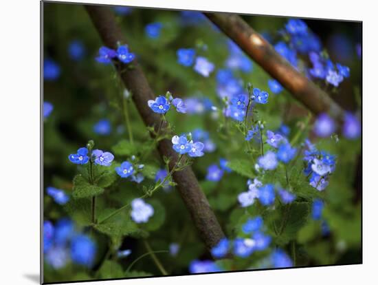 Blue Little Flowers-Istv?n Nagy-Mounted Photographic Print