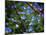 Blue Little Flowers-Istv?n Nagy-Mounted Photographic Print