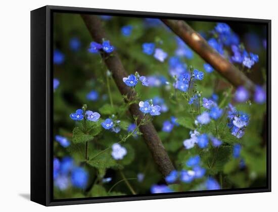 Blue Little Flowers-Istv?n Nagy-Framed Premier Image Canvas