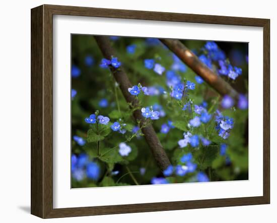 Blue Little Flowers-Istv?n Nagy-Framed Photographic Print