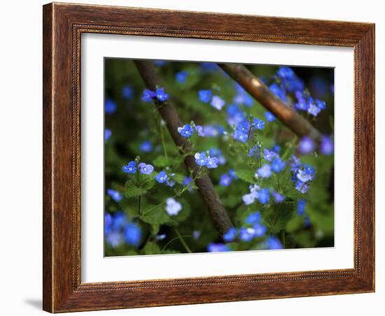 Blue Little Flowers-Istv?n Nagy-Framed Photographic Print