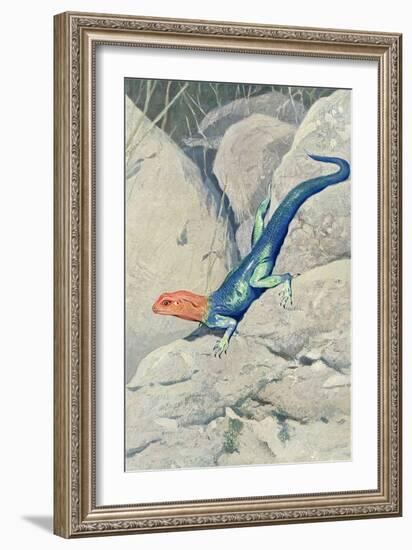 Blue Lizard with Orange Head-null-Framed Premium Giclee Print