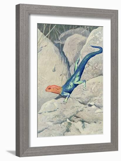 Blue Lizard with Orange Head-null-Framed Premium Giclee Print