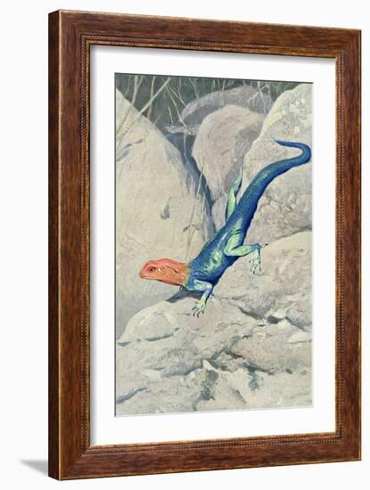 Blue Lizard with Orange Head-null-Framed Premium Giclee Print