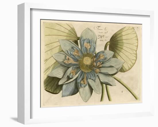 Blue Lotus Flower I-null-Framed Art Print