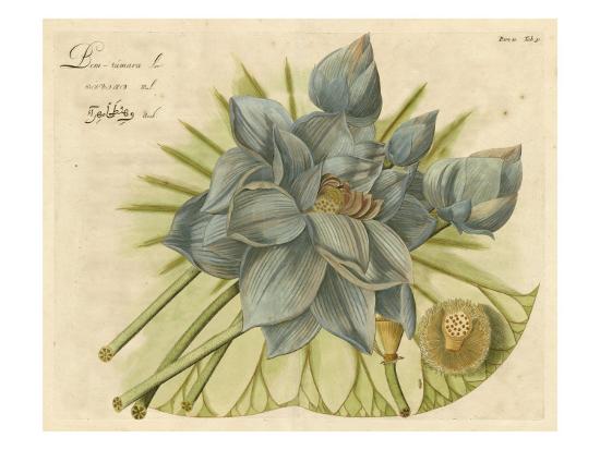 Blue Lotus Flower Ii Art Print Art Com Blue Lotus Flower Ii Art Print Art Com