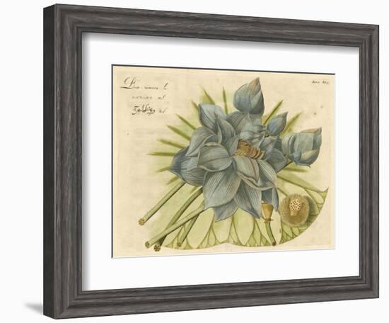 Blue Lotus Flower II-null-Framed Art Print