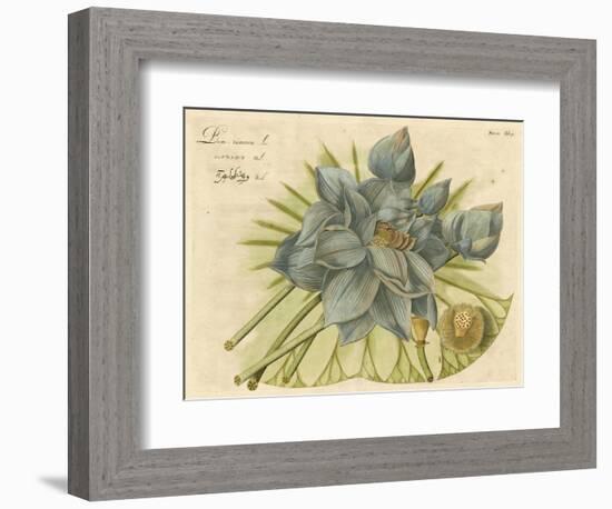 Blue Lotus Flower II-null-Framed Art Print