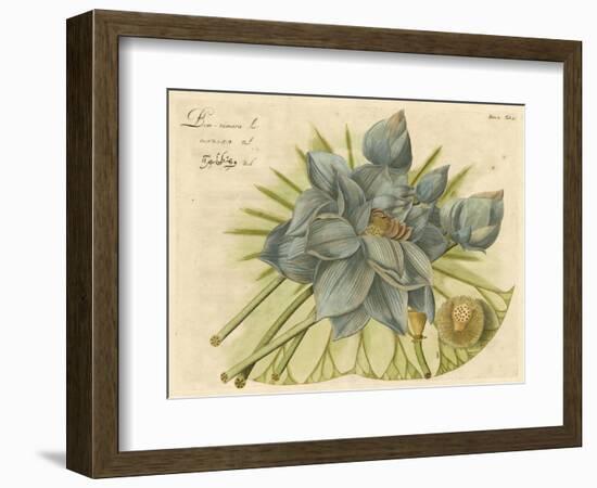 Blue Lotus Flower II-null-Framed Art Print