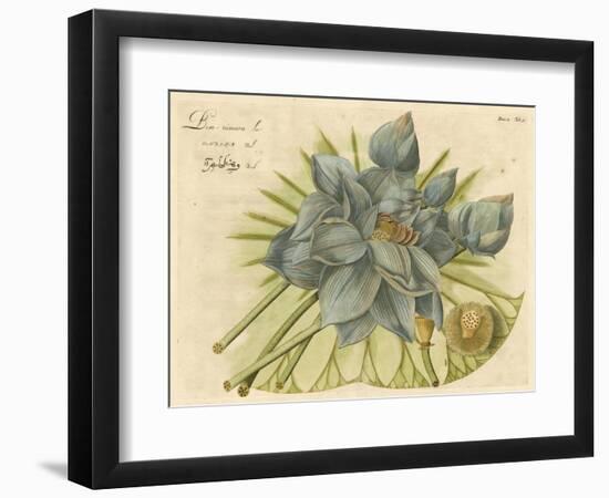 Blue Lotus Flower II-null-Framed Art Print