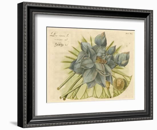 Blue Lotus Flower II-null-Framed Art Print