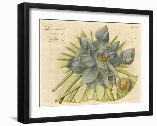 Blue Lotus Flower II-null-Framed Art Print