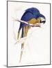 Blue Macaw-Stellar Design Studio-Mounted Art Print