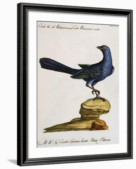 Blue Madagascar Cuckoo (Cuculus Madagascarienses Coeruleus)-null-Framed Giclee Print