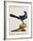 Blue Madagascar Cuckoo (Cuculus Madagascarienses Coeruleus)-null-Framed Giclee Print