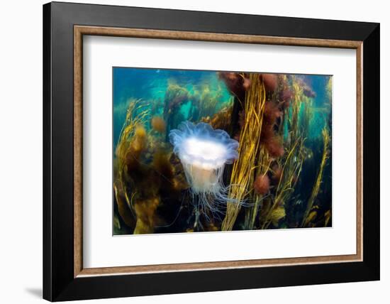 blue mane jellyfish drifting through a seaweed forest, uk-alex mustard-Framed Photographic Print