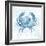 Blue Marble Coast Crab-null-Framed Art Print