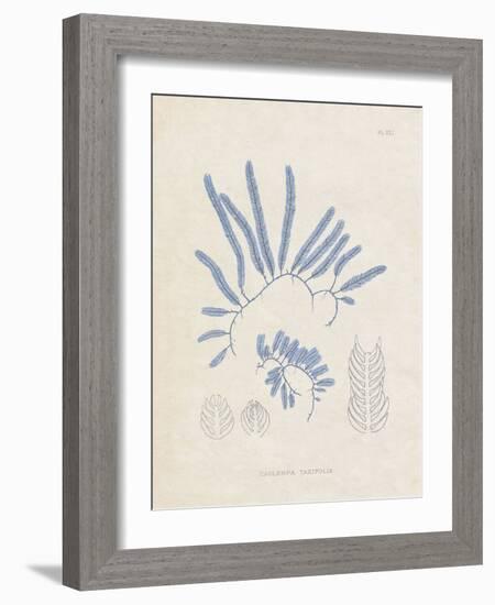 Blue Marine Algae II-Vision Studio-Framed Art Print