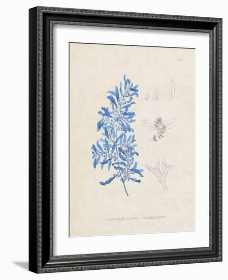 Blue Marine Algae VI-Vision Studio-Framed Art Print