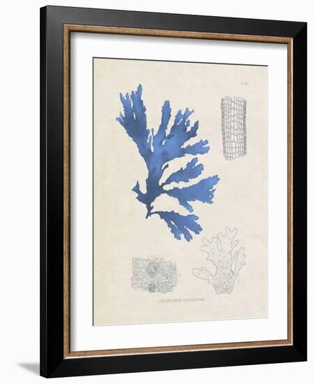 Blue Marine Algae VIII-Vision Studio-Framed Art Print