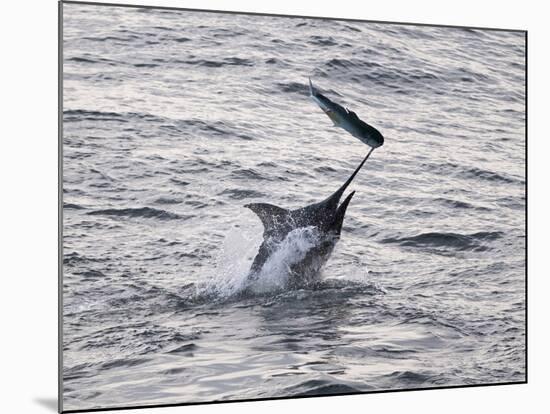 Blue Marlin (Makaira Nigricans) Hunting Dorado (Coryphaena Hippurus), Congo, Africa-Mick Baines & Maren Reichelt-Mounted Photographic Print