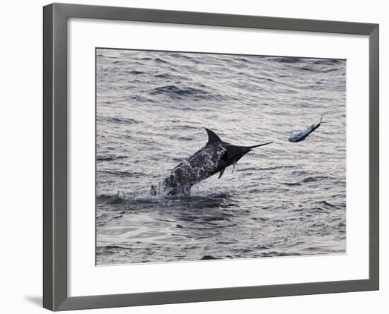 Blue Marlin (Makaira Nigricans) Hunting Dorado (Coryphaena Hippurus), Congo, Africa-Mick Baines & Maren Reichelt-Framed Photographic Print