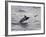 Blue Marlin (Makaira Nigricans) Hunting Dorado (Coryphaena Hippurus), Congo, Africa-Mick Baines & Maren Reichelt-Framed Photographic Print